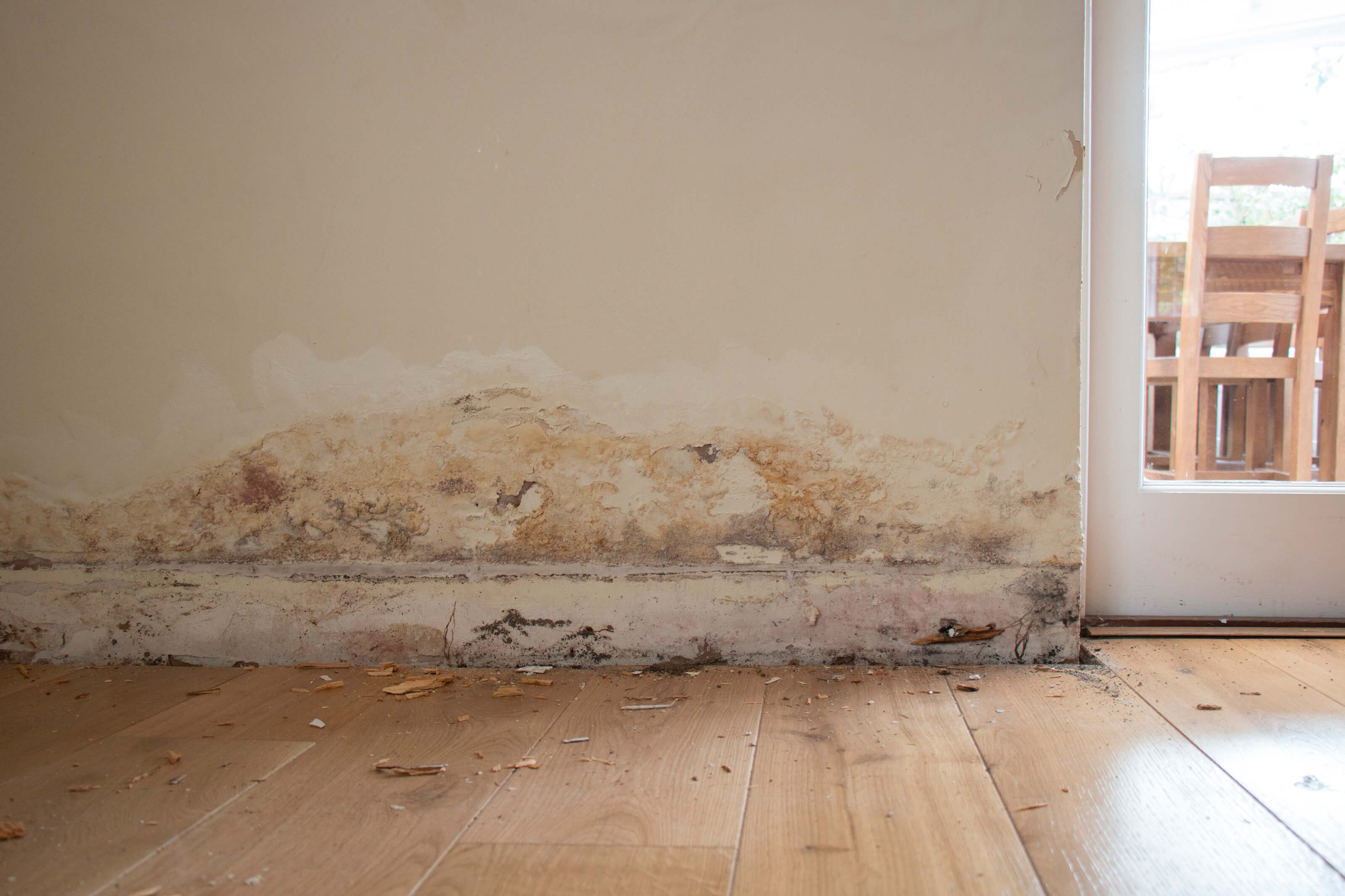 Everything You Need To Know About Dampness Everything s A Buzz