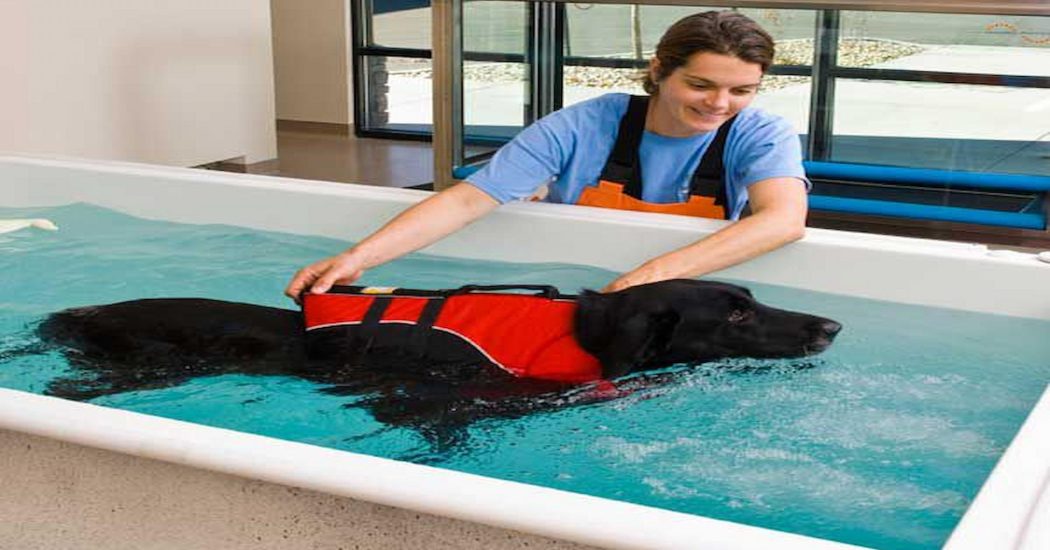 How Does Dog Hydro Pool Benefits Dogs?