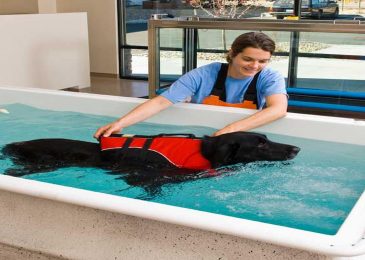 How Does Dog Hydro Pool Benefits Dogs?