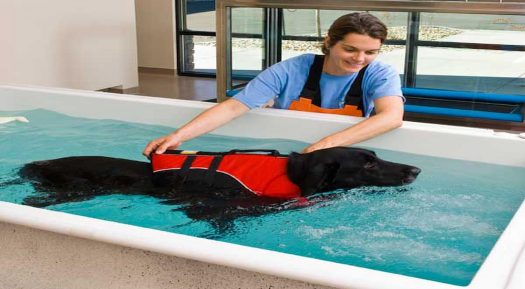 How Does Dog Hydro Pool Benefits Dogs?