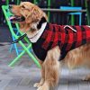 Paws For Fashion: The Latest On-Trend Dog Accessories