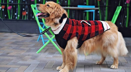 Paws For Fashion: The Latest On-Trend Dog Accessories