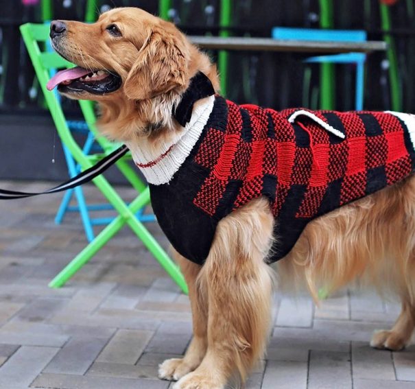 Paws For Fashion: The Latest On-Trend Dog Accessories