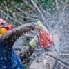 Top Ways To Find The Right Tree Surgeons For Your Garden