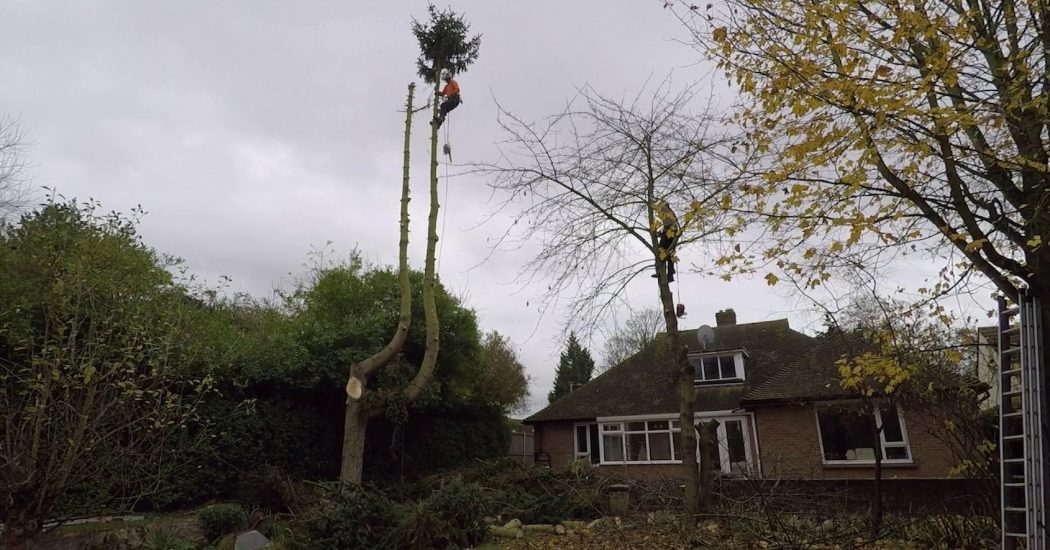 What Are The Benefits Of Hiring Tree Surgeons In Great Dunmow?