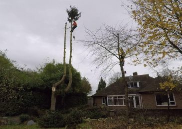What Are The Benefits Of Hiring Tree Surgeons In Great Dunmow?