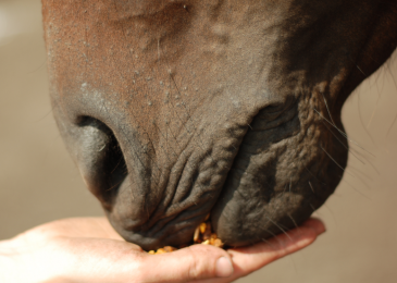 Where Does Sugar Come From In Your Horses’ Diet?