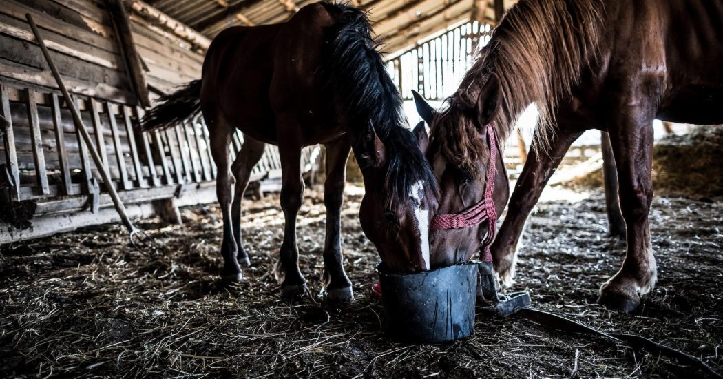What Is Starch And Why Is It Fed To Horses?