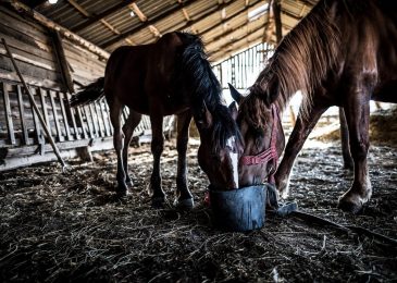 What Is Starch And Why Is It Fed To Horses?