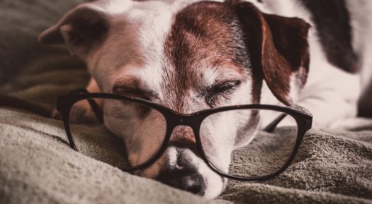 Why Hiring Professionals Is A Good Option For Pet Photography?