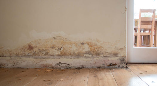 Everything You Need to Know About Dampness