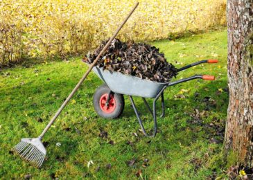 5 Reasons to Hire a Professional Garden Clearance Service