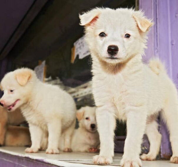 How To Manage Proper Feeding Space For Your Puppy?