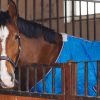 Top Tips For Storing Your Horse Rugs
