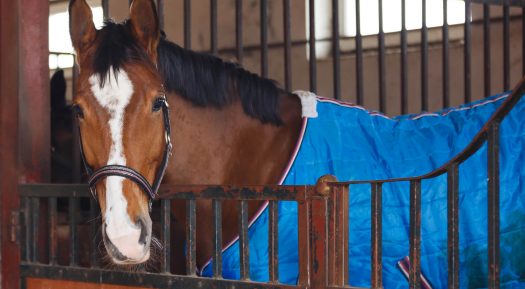 Top Tips For Storing Your Horse Rugs
