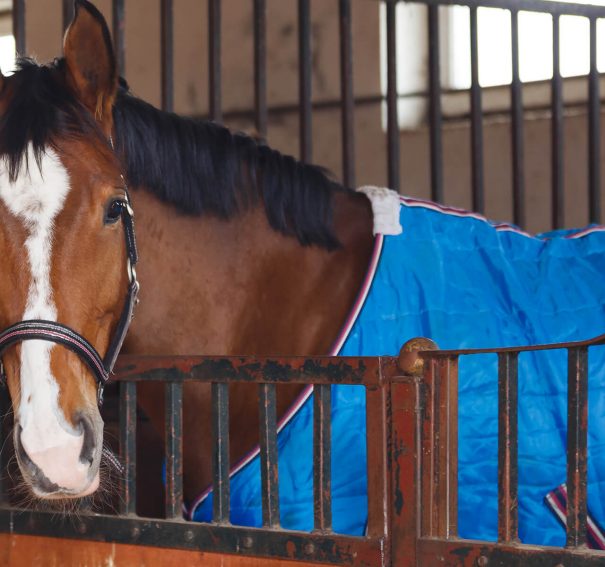Top Tips For Storing Your Horse Rugs