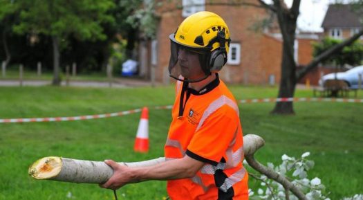 Guide To Hiring Tree Surgeons In Tiptree