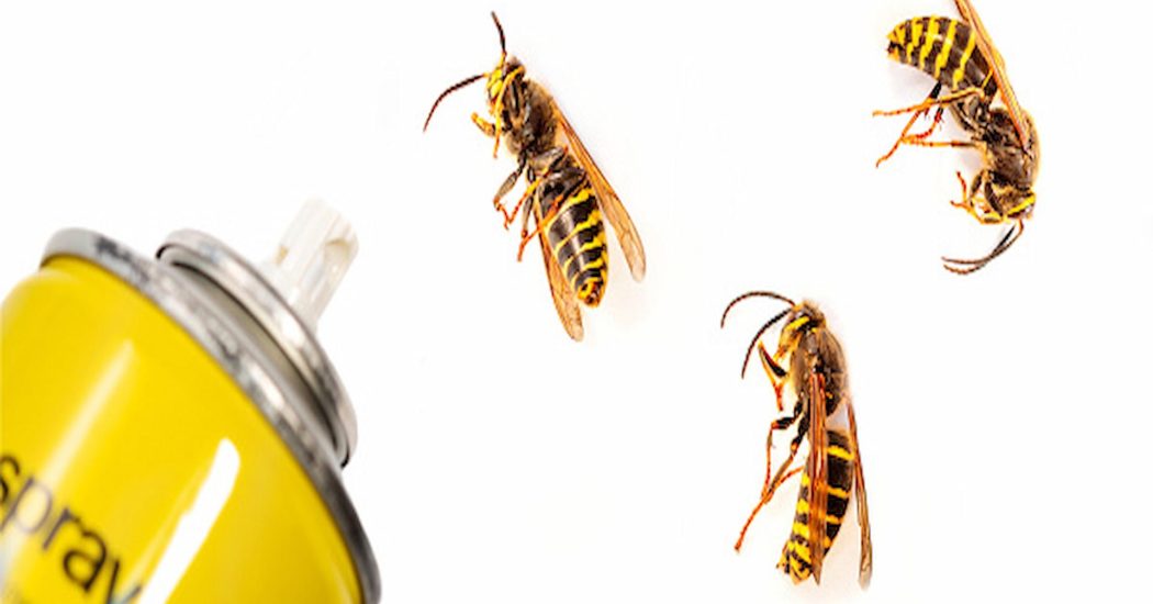 Why Do You Need An Effective Wasp Pest Controller Agency To Protect Your Home?