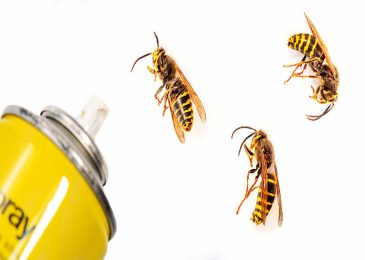 Why Do You Need An Effective Wasp Pest Controller Agency To Protect Your Home?