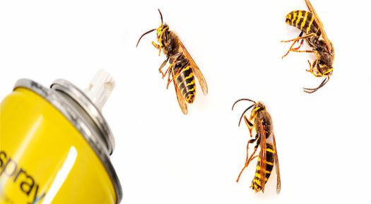 Why Do You Need An Effective Wasp Pest Controller Agency To Protect Your Home?