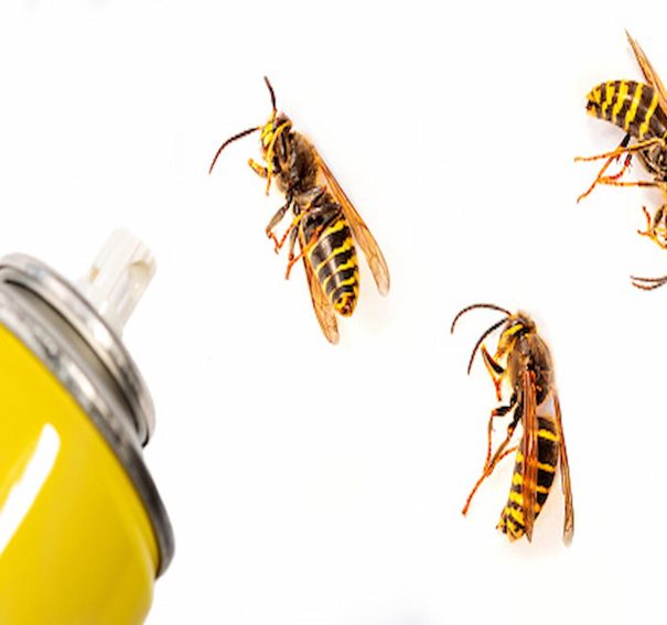 Why Do You Need An Effective Wasp Pest Controller Agency To Protect Your Home?
